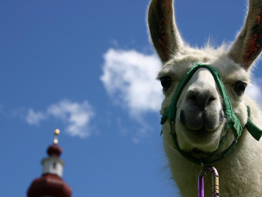 Bauernhof Im Wiesengrund มาริอาลุกเกา ภายนอก รูปภาพ